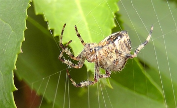 Female Araneus diadematus repairing web Copyright: Oliver English
