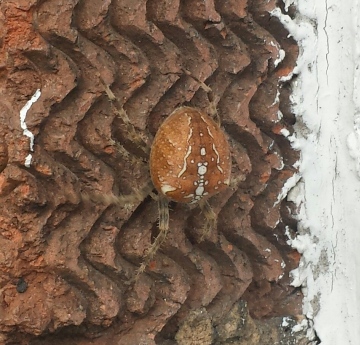 found this trying to knock on my door Copyright: Samantha Bradbury