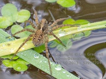 Identification-5 Copyright: Les Gradwell