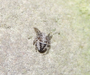Monkton spider Copyright: Marco McGinty