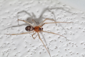 Steatoda grossa male 2016-05-11 bathroom 3 Copyright: Ian Young