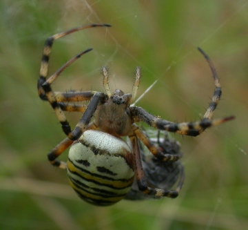 Argiope bruennichi wrapping prey Copyright: Nik Nimbus