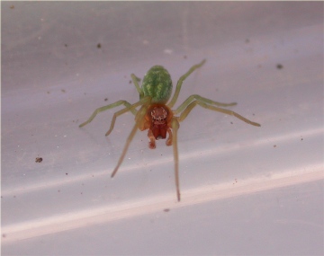 Nigma walckenaeri Male Copyright: Nik Nimbus