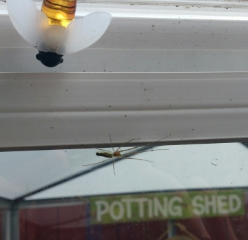 Greenhouse Spider Copyright: Justin Thornton