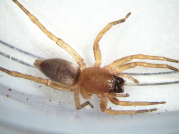 Moth trap spider Copyright: Kate Colles