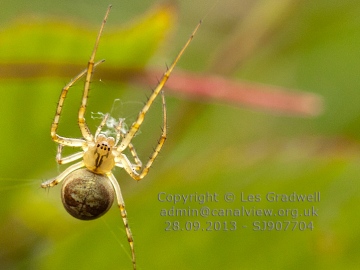 Identification Copyright: Les Gradwell