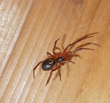 False Widow Spider in Taunton Copyright: Chris Lea