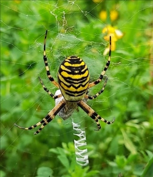 wasp spider in oulton broad Copyright: Kate Coxon