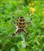 wasp spider in oulton broad
