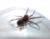 Steatoda probably poorly marked nobilis or grossa (False Widow)