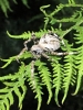 Araneus angulatus 5