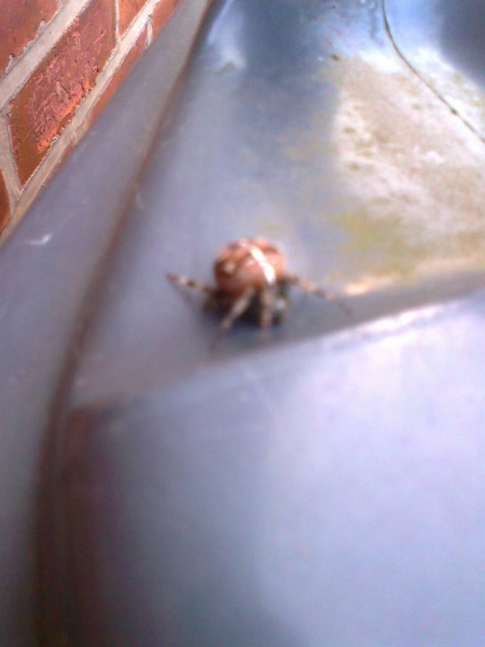 Home spider Copyright: Rebecca Chappell