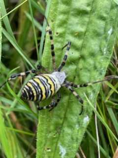 Wasp Spider High Woods Country Park Copyright: Claire Jones
