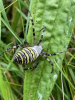 Wasp Spider High Woods Country Park