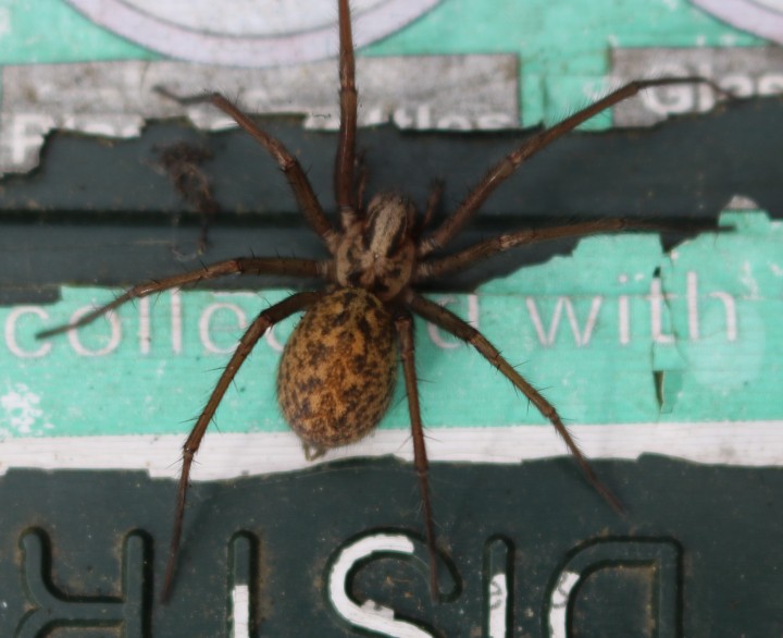Large House Spider Copyright: Jacqueline Selby Brooks