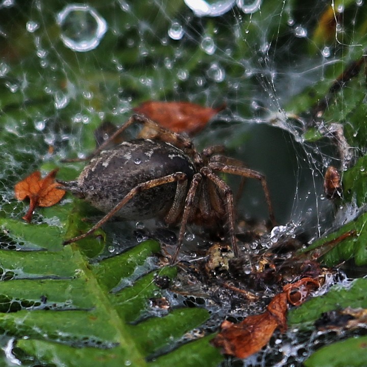 Funnel Web Spider on Dartmoor Bracken Copyright: Mike Jones