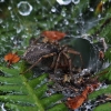 Funnel Web Spider on Dartmoor Bracken