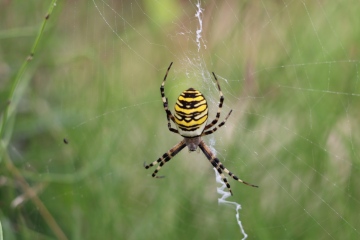 Wasp spider Emsworth Copyright: Caroline Moran