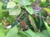 Garden Spider with food Garden 110915
