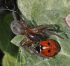 Amaurobius similis with ladybird