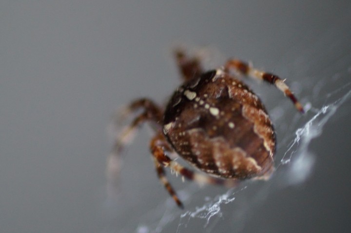 Garden Spider 2 Copyright: Thomas Reid