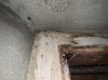 Unknown spider in bunker