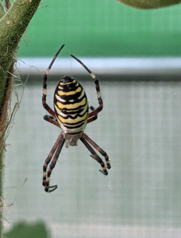 Wasp spider Peterborough Copyright: Zoe Jones