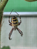 Wasp spider Peterborough 