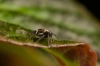 Unidentified jumping spider 2