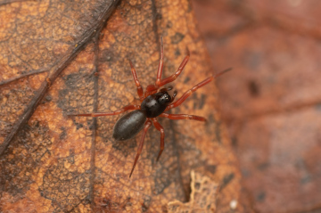 Female Walckenaeria obtusa Copyright: James Chisnall