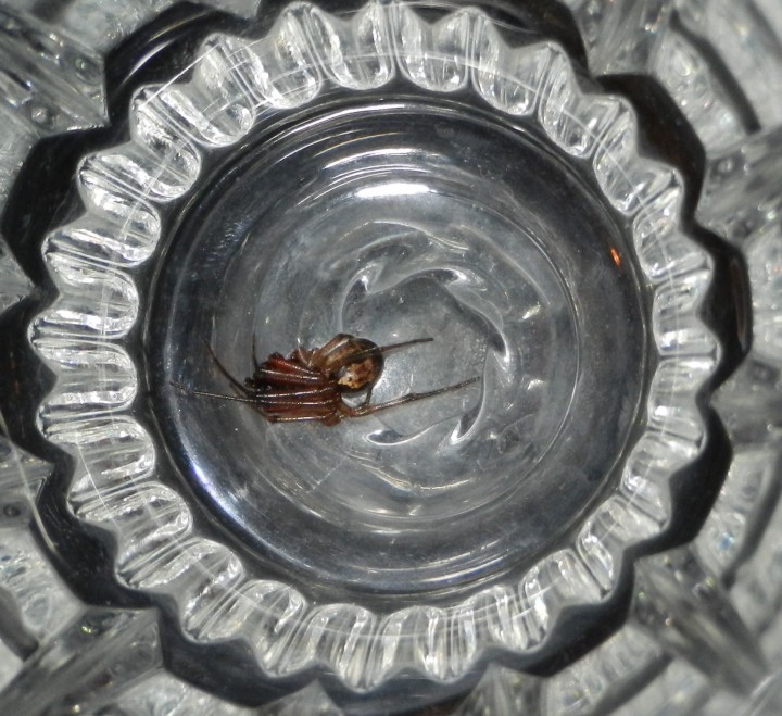 False widow curled up in glass Copyright: J Udwin