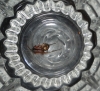 False widow curled up in glass