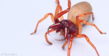 Dysdera crocata showing fangs Copyright: Tone Killick