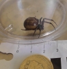 Is this Steatoda Grossa