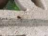 unidentifed spider in my garden 