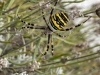 Wasp Spider on lavender suffolk