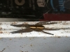 Raft spider in my Garage 3