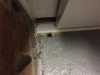 Unknown black spider