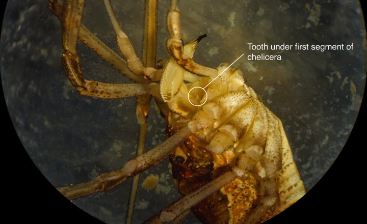 Chelicera of Mitopus morio showing tooth under first segment Copyright: Peter Coxhead