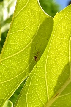 Comb Footed Spider Copyright: Jen Coote
