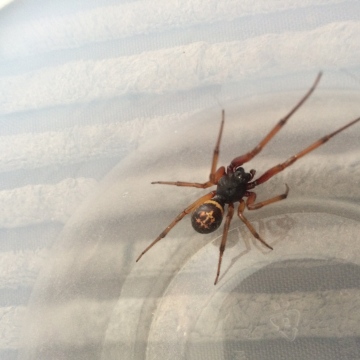 Spider found in Greater Manchester Copyright: Charlotte Higgins