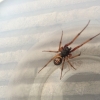 Spider found in Greater Manchester
