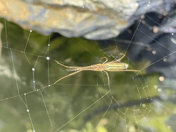 Tetragnatha Spider over a Pond Copyright: Emily Newman