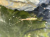 Tetragnatha Spider over a Pond