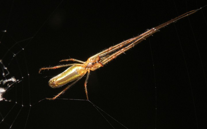 Tetragnatha stretched out in defensive pose Copyright: Robin Rigby