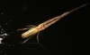 Tetragnatha stretched out in defensive pose