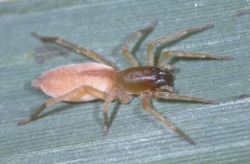 Clubiona juvenis female Copyright: Peter Harvey