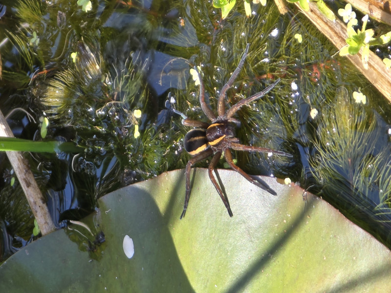 Raft spider in our garden pond Copyright: Josie Johnstone