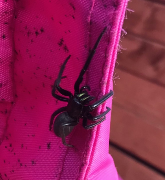 Tube Web Spider found in Child's Playhouse Copyright: Claire Archbold