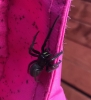 Tube Web Spider found in Child's Playhouse
